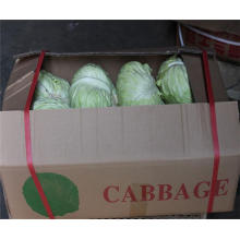 Hot selling organic wholesale of cabbage with great price